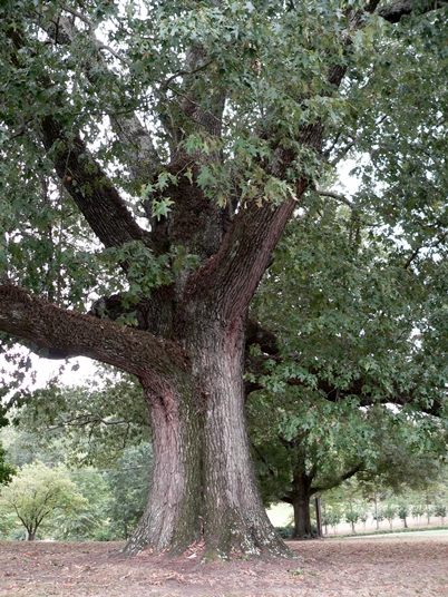 {Quercus pagoda}